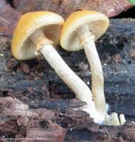 Fiche de Galerina marginata