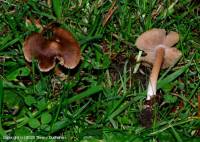 Fiche de Inocybe subbrunnea