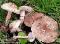 Fiche de Lepiota brunneoincarnata