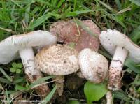 Fiche de Lepiota brunneoincarnata