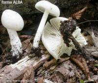 Fiche de Megacollybia platyphylla