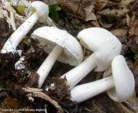 Fiche de Megacollybia platyphylla