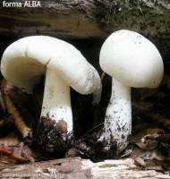 Fiche de Megacollybia platyphylla