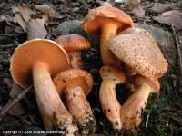 Fiche de Suillus tridentinus