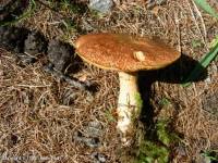 Fiche de Suillus tridentinus