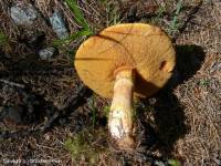 Fiche de Suillus tridentinus