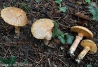 Fiche de Suillus tridentinus
