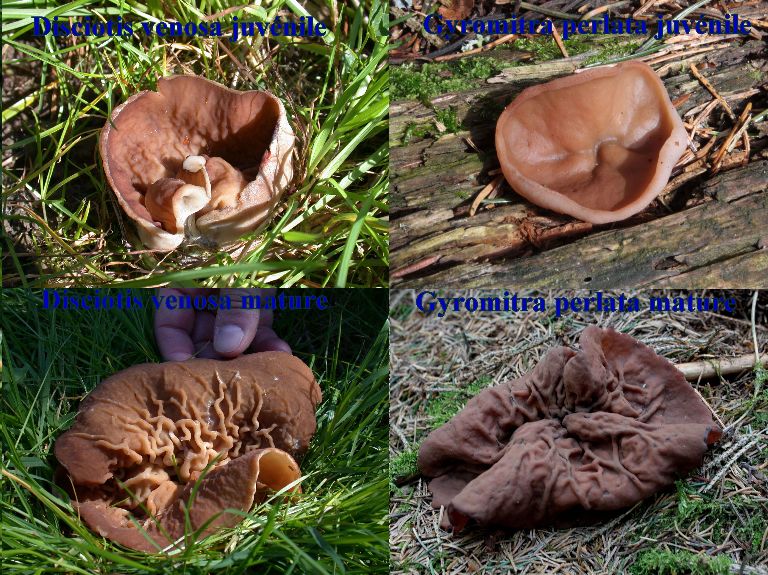 Disciotis venosa et Gyromitra perlata-redim768.JPG