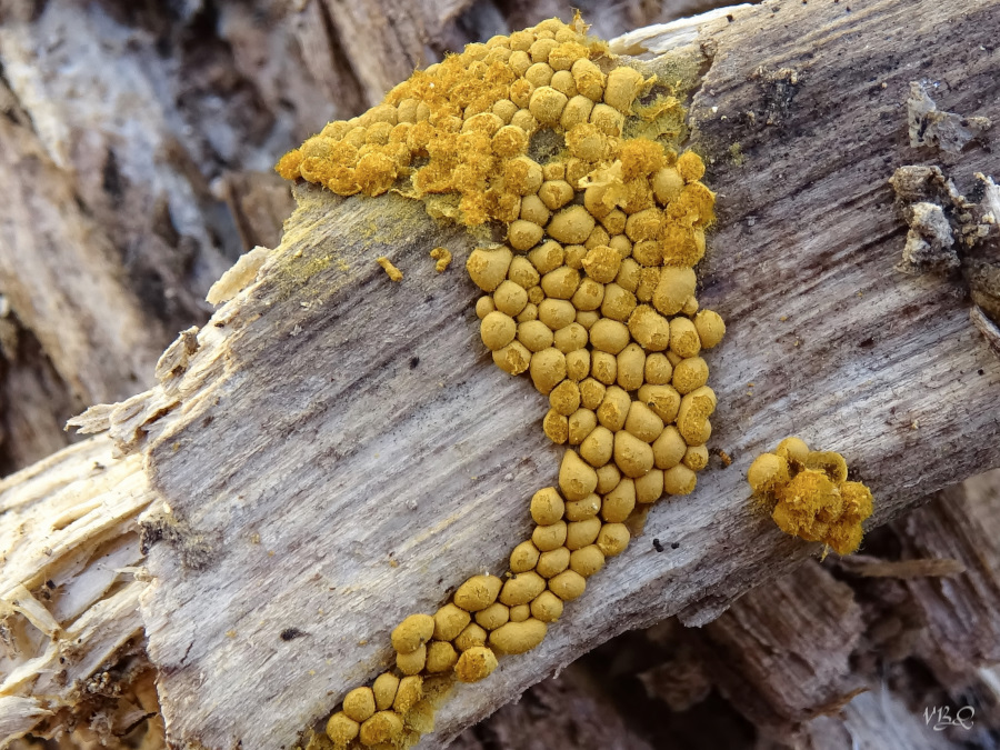 TRICHIA AFFINIS.jpg