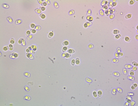 Tricholoma sp.  x1000.jpg