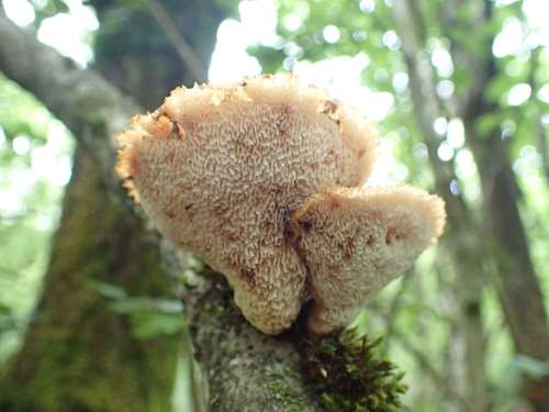 Polyporus_lentus_FDRangeval_ACONF (1).jpg