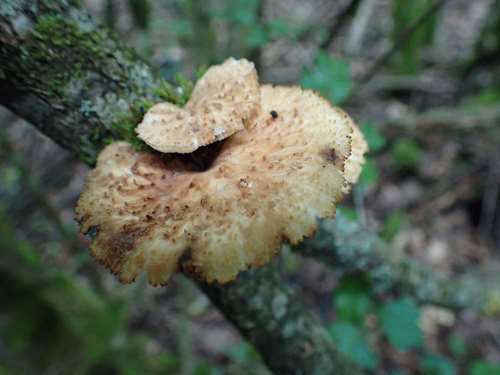 Polyporus_lentus_FDRangeval_ACONF (2).jpg