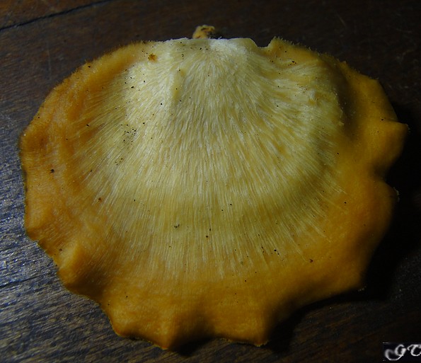 polypore1.JPG