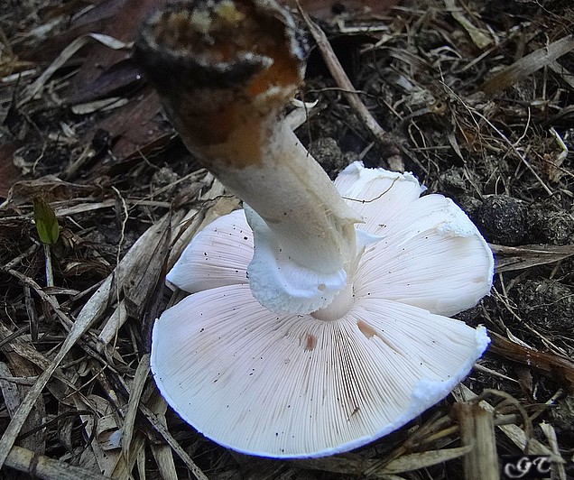 agaric1.JPG