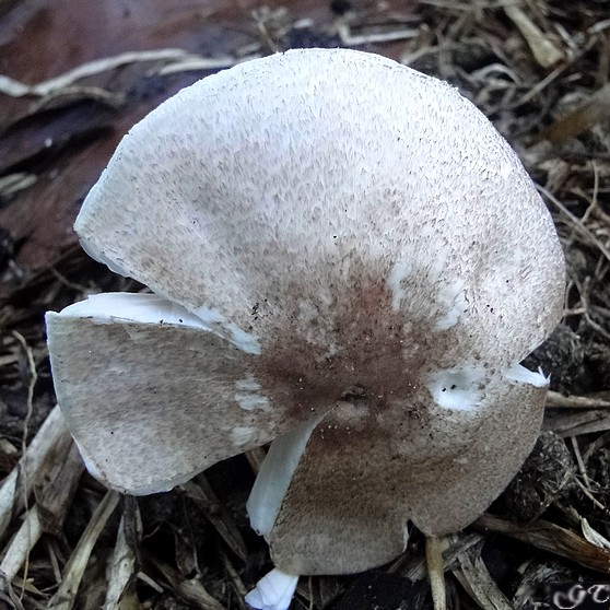 agaric2.JPG