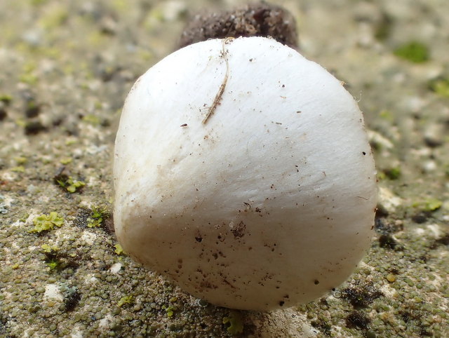 Inocybe Geophylla.JPG