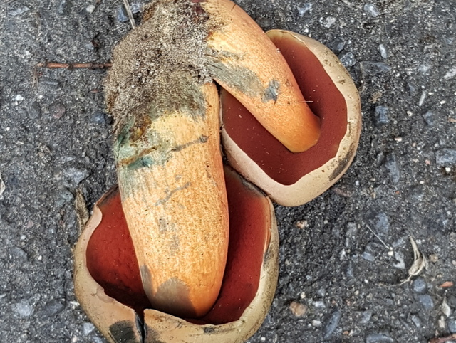 Neoboletus erythropus (1).jpg