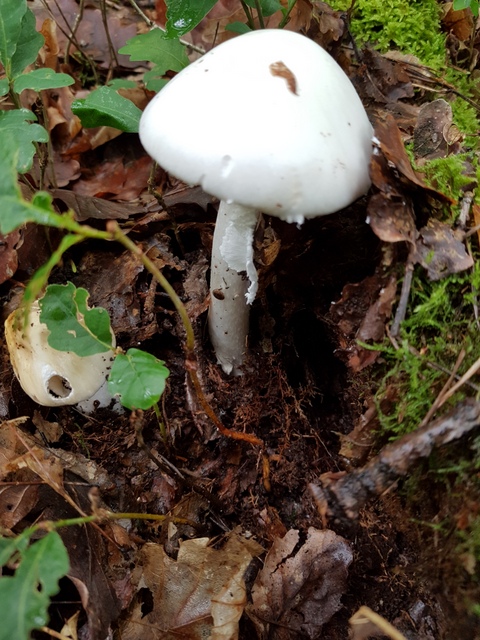 Amanita virosa.jpg