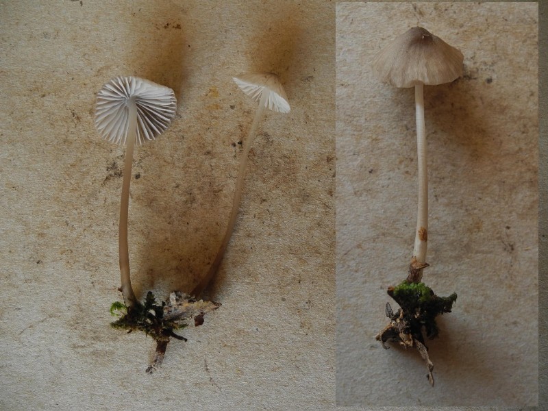 Mycena xx1.jpg