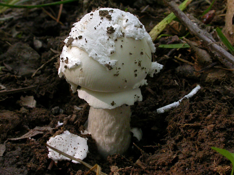 Amanita-eliae.jpg