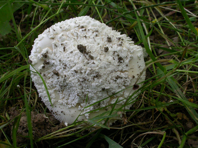 Amanita-eliae1.jpg