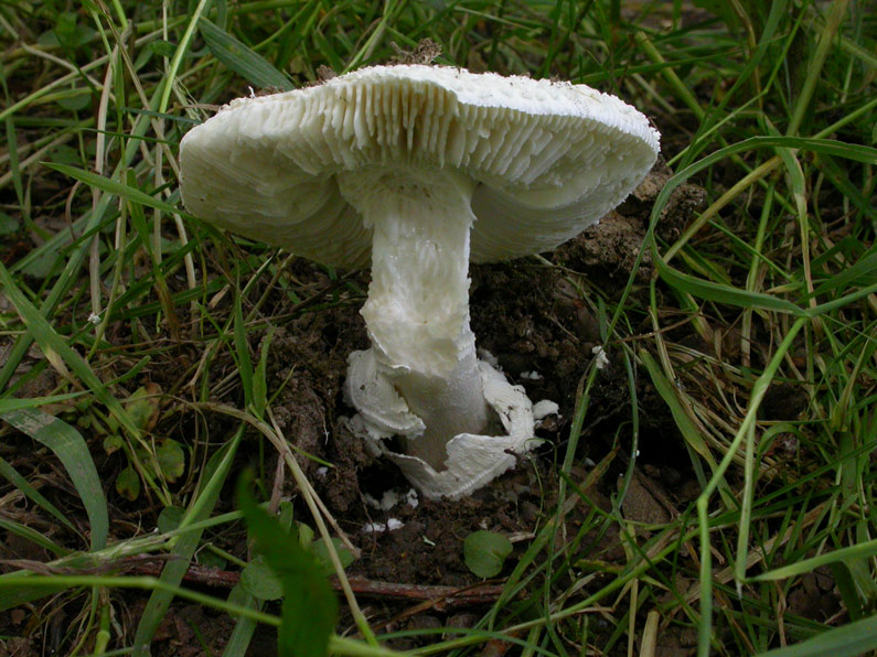 Amanita-eliae2-.jpg