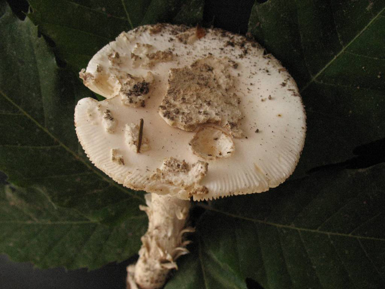 Amanita-eliae-M-Rimbaud.jpg