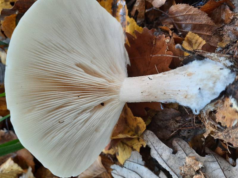 clitocybe nebuleux lames 01-11-2021.jpg