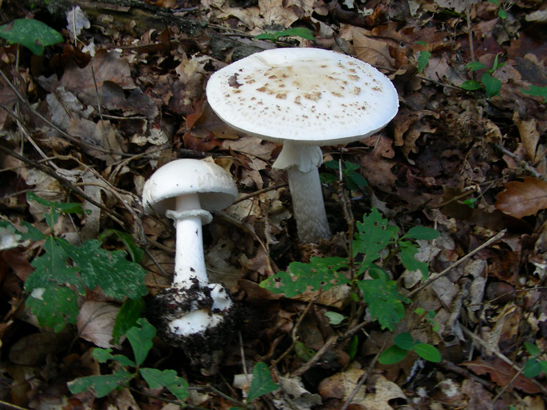 Amanita-citrina-var.-alba.jpg