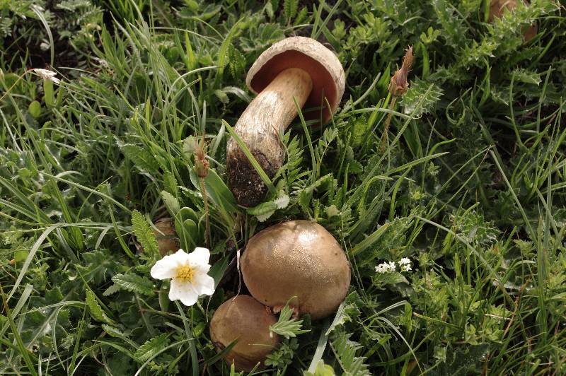 Boletus luridus Roche 2 15 07 10-redim800.jpg