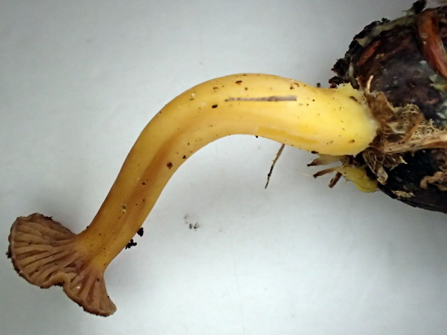 Craterellus tubaeformis (2).JPG