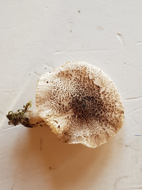 Tricholoma_scalpturatum.jpg