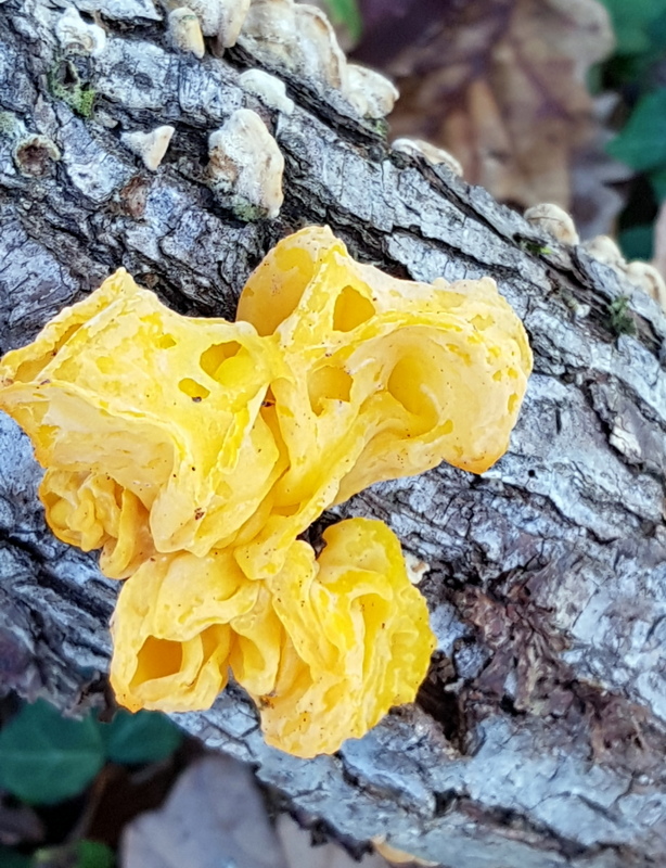 Tremella aurantia sur Stereum hirsutum.jpg