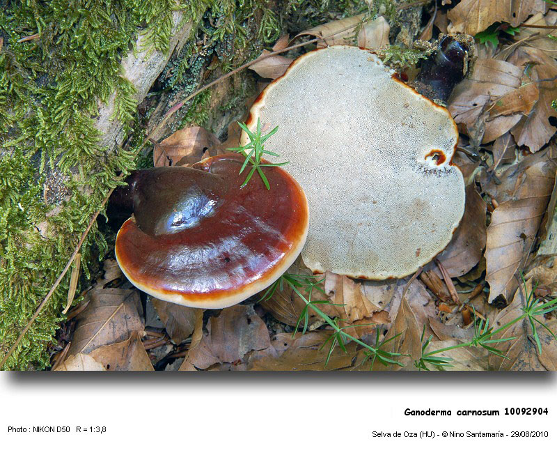 Ganoderma_carnosum_10092904.jpg