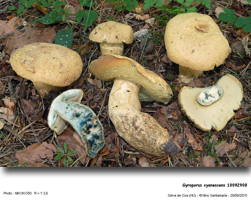 Gyroporus_cyanescens_10092908.jpg
