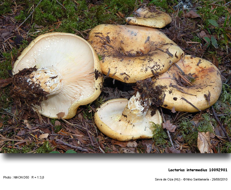 Lactarius_intermedius_10092901.jpg