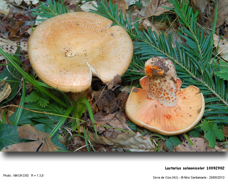 Lactarius_salmonicolor_10092902.jpg