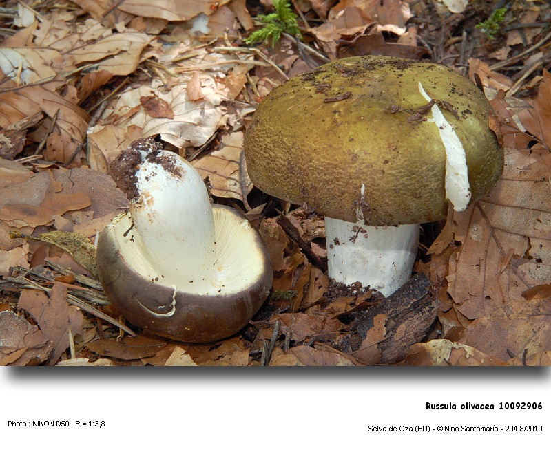 Russula_olivacea_10092906.jpg