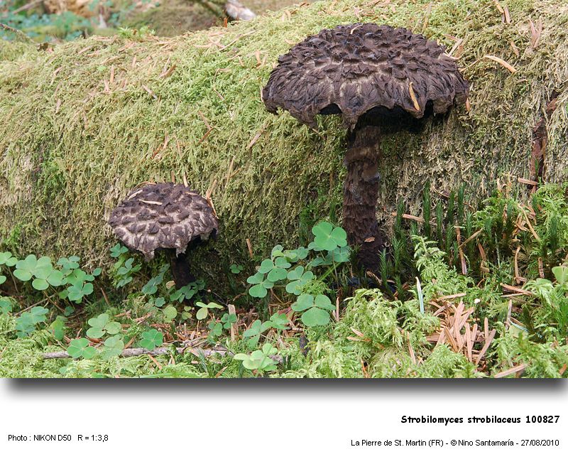 Strobilomyces_strobilaceus_100827.jpg