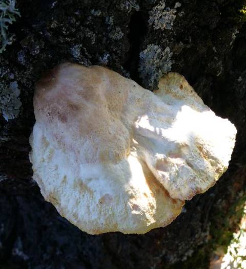 20220918_153404 Laetiporus sulphureus (Bulliard) Murrill (1920)sur cerisier Aubeterre-redim1024.jpg