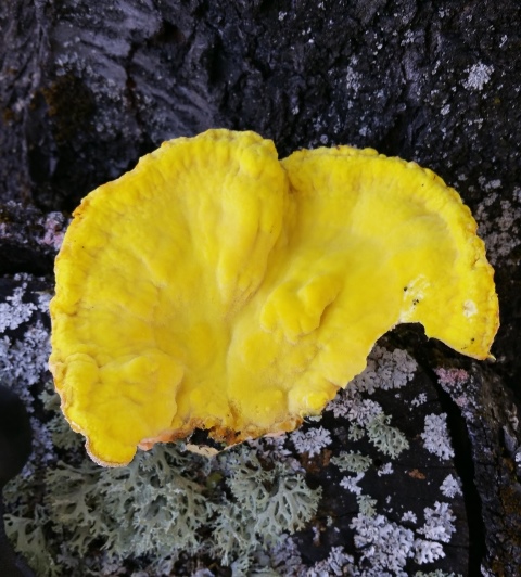 20220918_153434 Laetiporus sulphureus (Bulliard) Murrill (1920)sur cerisier Aubeterre (verso) redim.jpg