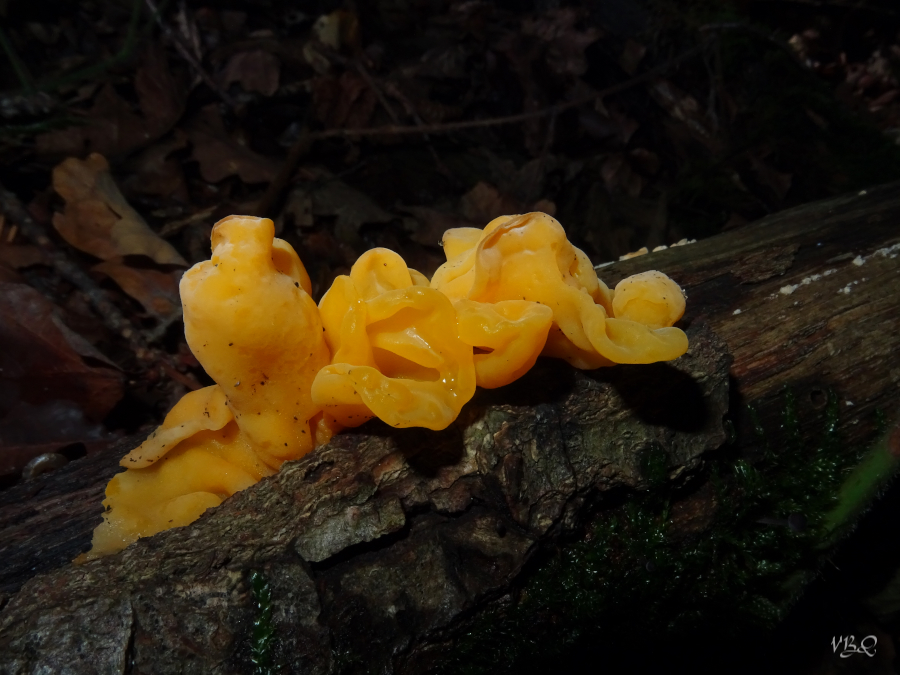 Tremella sp. vbq.jpg