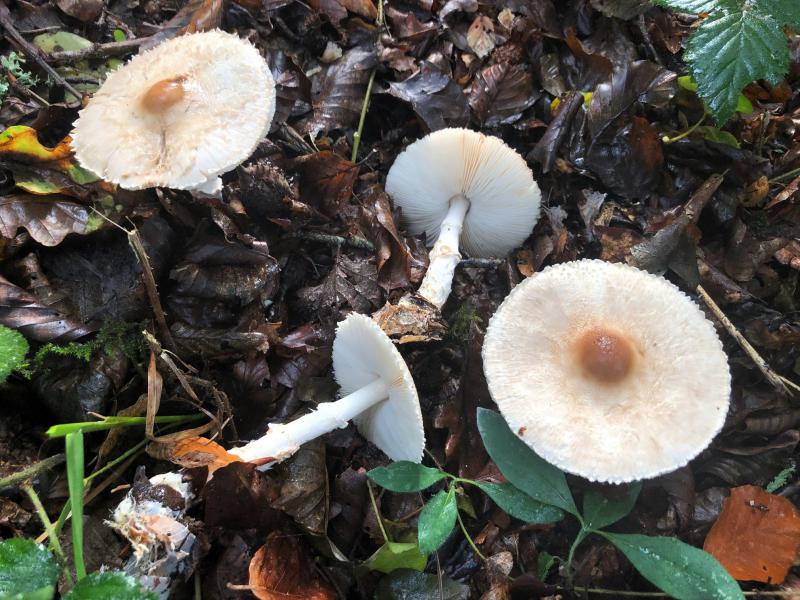 mini_Lepiota cristata.jpg