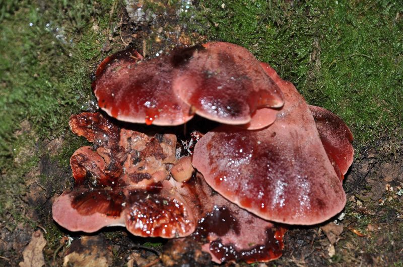 Pycnoporus cinnabarinus 1-redim800.jpg