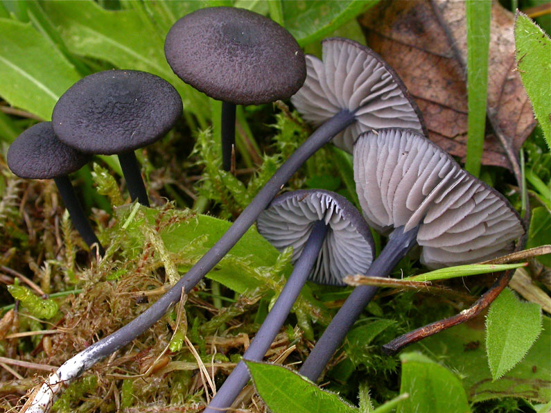 Entoloma-chalybaeum.jpg