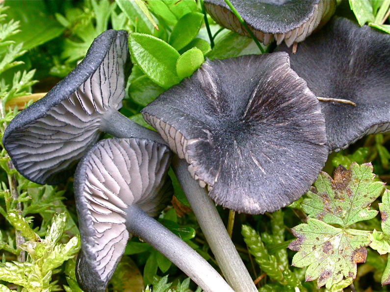 Entoloma-serrulatum.jpg