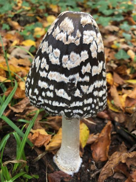 Coprinopsis picacea.jpg