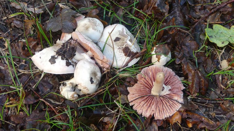 agaric des bois.jpg