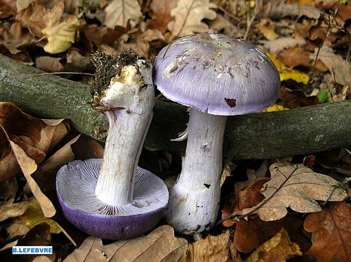 Cortinarius_nauseolens[3].jpg