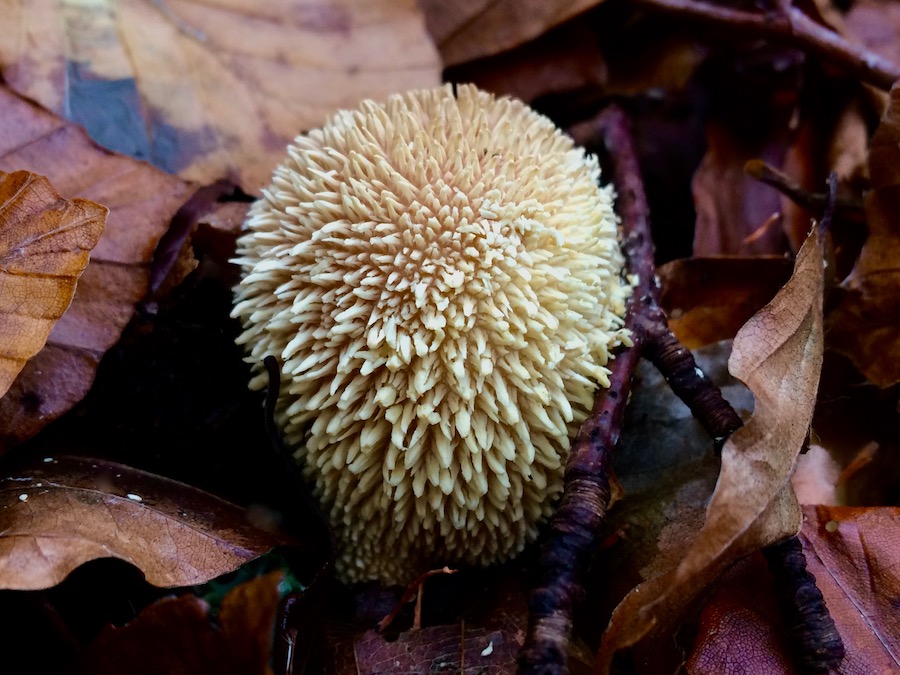 Lycoperdon echinatum.jpg